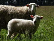 moutons
